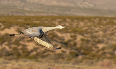 Sandhill crane in flight over pond in early morning at Bosque del Apache national wildlife refuge in central Mew Mexico