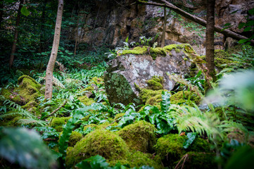 Moor überdeckt Waldboden