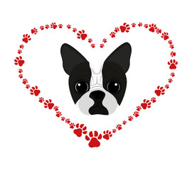 cute boston terrier in heart with pawprints