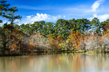 Fall trees on the lake