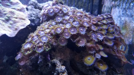 Coral polyp colony
