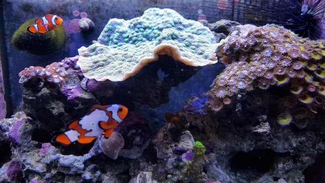 Coral reef with fish