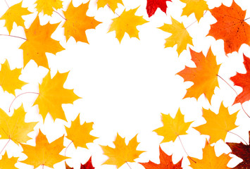 Obraz premium Autumn composition, maple leaves, top view, flat lay. Border made from color falling maple leaves