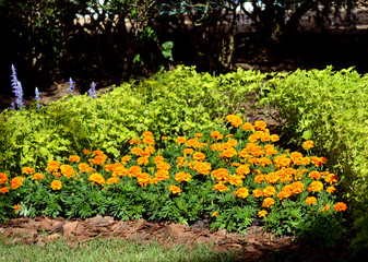 African marigold flowers