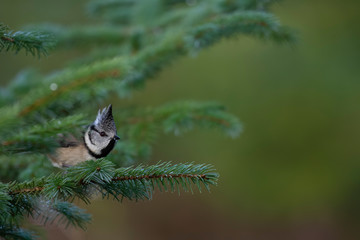 crested tit, passerine song bird perched close up with background within the scottish highlands during winter.
