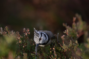 crested tit, passerine song bird perched close up with background within the scottish highlands during winter.