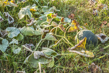 The first frost in the garden with a pumpkin.