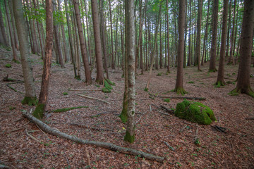 Birkenwald in S&uuml;ddeutschland