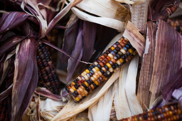 Colorful Decorative Corn, Multi Colored Corn, Heirloom Corn, Corn Husks