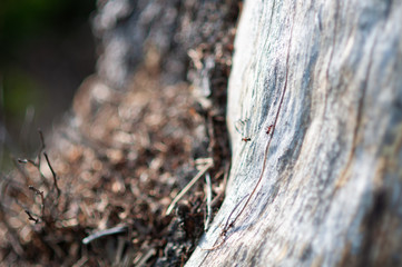 Detail of ant on a tree stump