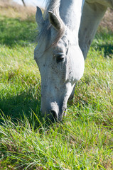 Detail of white horse eating grass from ground in the summer
