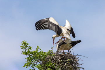 Weißstörche bei der Paarung 48