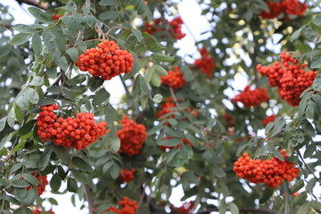 Orange rowan