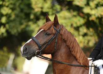 Portrait of a young horse in summer outside at rural dressage center