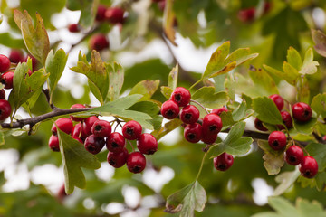 Fruit of Crataegus monogyna.