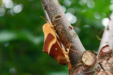 Eichenspinner bei der Paarung
