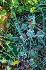 Details eine Wiese mit Raureif, von oben betrachtet