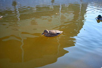Ducks swim in the water. Drake swims in the lake. Many ducks swim in the city pond. Bird with bright multi-colored feathers. Duck with a beautiful color floats on water.