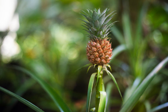 small growing pineapple on bush, pineapple plant, baby pineapple, plant setting fruit, tropical fruit on tree
