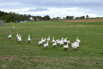 Geese in nature. Domestic geese graze in the meadow. Poultry walk on the grass. Domestic geese are walking on the grass. Rural bird grazes in the meadow.