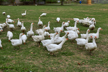 Geese in nature. Domestic geese graze in the meadow. Poultry walk on the grass. Domestic geese are walking on the grass. Rural bird grazes in the meadow.