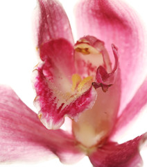 pink Orchid closeup 