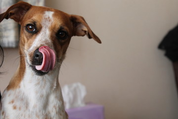 The Dog