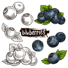 blueberry hand drawn set