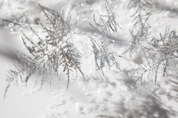 Closeup picture of a beautiful silver frozen branch