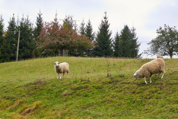 Obraz premium Sheep graze in the meadow. Sheep walk on the grass. A ram eating grass on a scorch. Sheep graze in the countryside. Pets lamb walk on nature. Ewe graze in the meadows of Germany.
