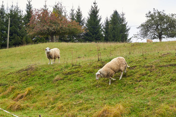 Obraz na płótnie Canvas Sheep graze in the meadow. Sheep walk on the grass. A ram eating grass on a scorch. Sheep graze in the countryside. Pets lamb walk on nature. Ewe graze in the meadows of Germany.