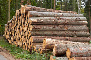 Sawn trees. Wooden logs stacked. Timber stacked in the forest. The wooden felled trees are stacked on top of each other. Background image of sawn trees. Wood texture.