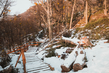 Sendero / camino cubierto de nieve dentro de un bosque argentina 