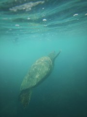 Tortuga Marina Galápagos 