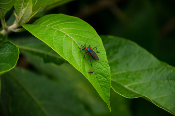 insetos
