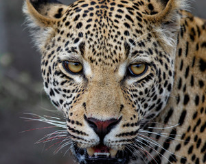 Portrait of a Leopard in Sabi Sands Game Reserve in the Greater Kruger Region  in South Africa