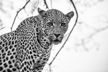 Portrait of a Leopard in Sabi Sands Game Reserve in the Greater Kruger Region  in South Africa