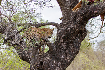 Leopard in a tree in Sabi Sands Game Reserve in the Greater Kruger Region  in South Africa