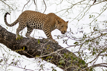 Leopard in a tree in Sabi Sands Game Reserve in the Greater Kruger Region  in South Africa