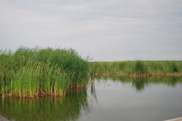 tatarak nad jeziorem Resko Przymorskie