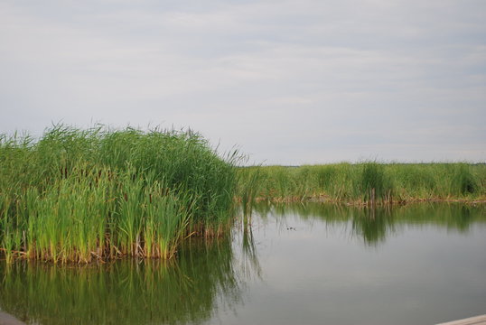 tatarak nad jeziorem Resko Przymorskie