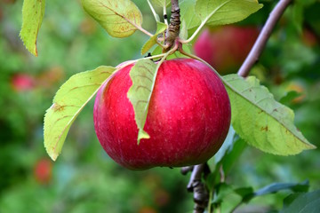 Reifer roter Apfel am Ast, kurz vor der Apfelernte in Südtirol