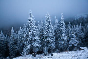 Snowy fir trees