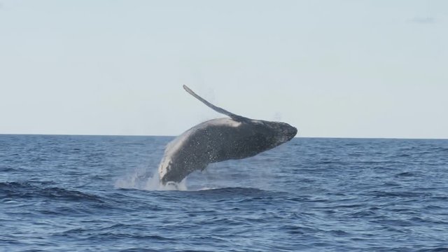 17% slow motion of a humpback whale in a near vertical breach at merimbula on thenew south wales south coast, australia