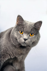 Gray cat on a white background, scottish straight cat look in camera