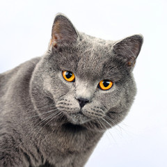 Gray cat on a white background, scottish straight cat look in camera