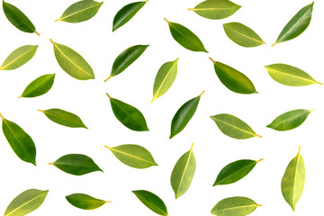 Seamless background with green leaves isolated on white background..