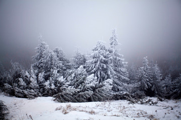 Snowy fir trees
