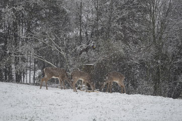 deer in winter forest