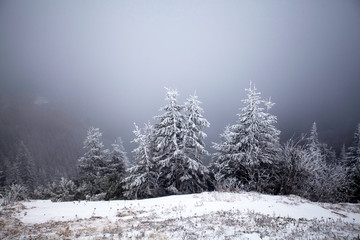 Naklejka premium Snowy fir trees